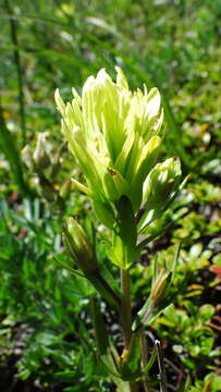 Image of Cusick's Indian paintbrush