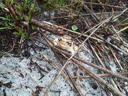 Imagem de Breviceps namaquensis Power 1926