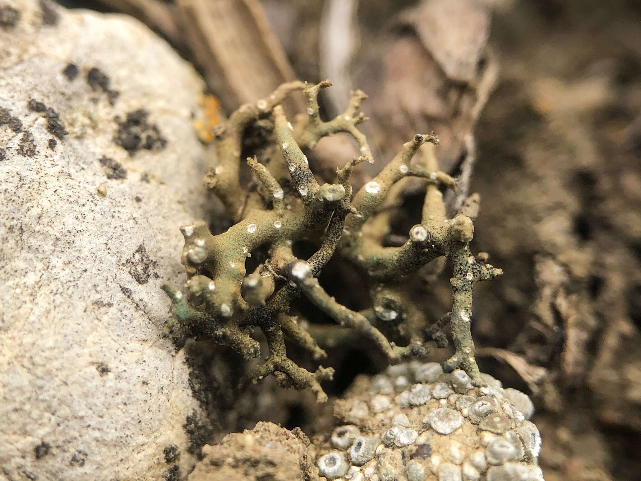 Image of hispid agrestia lichen