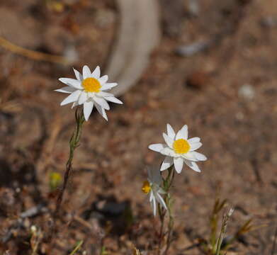 Image of Hyalosperma praecox (F. Müll.) P. G. Wilson