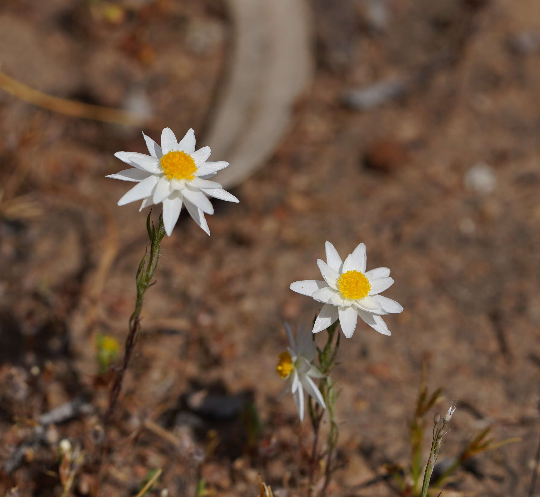 Image of Hyalosperma praecox (F. Müll.) P. G. Wilson