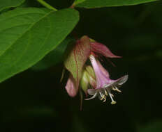 Image de Leycesteria