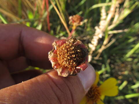 Image of Calea uniflora Less.