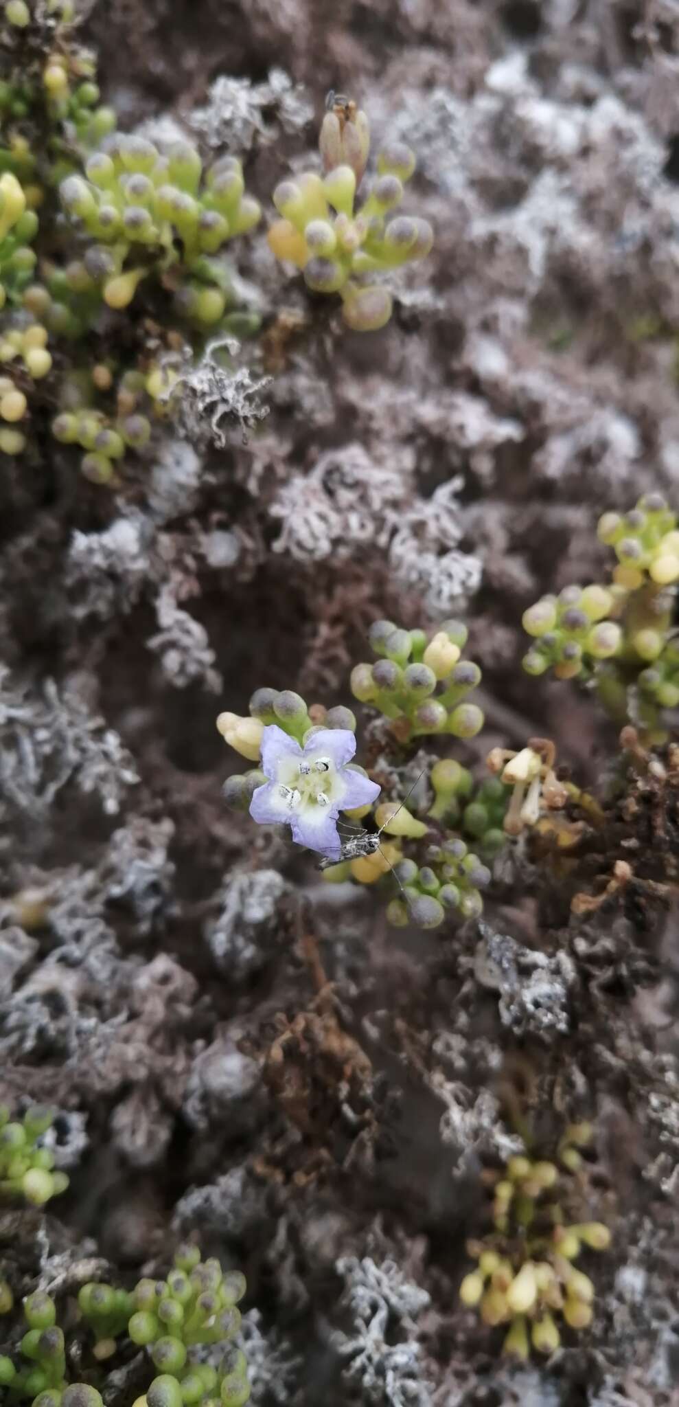 Nolana divaricata (Lindl.) I. M. Johnston resmi