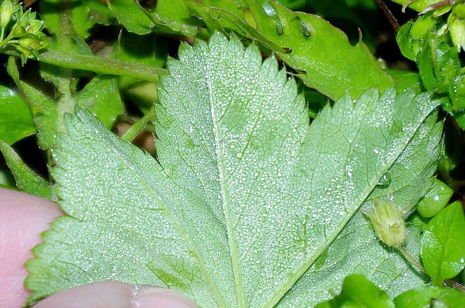 Image de alchémille à tige filiforme