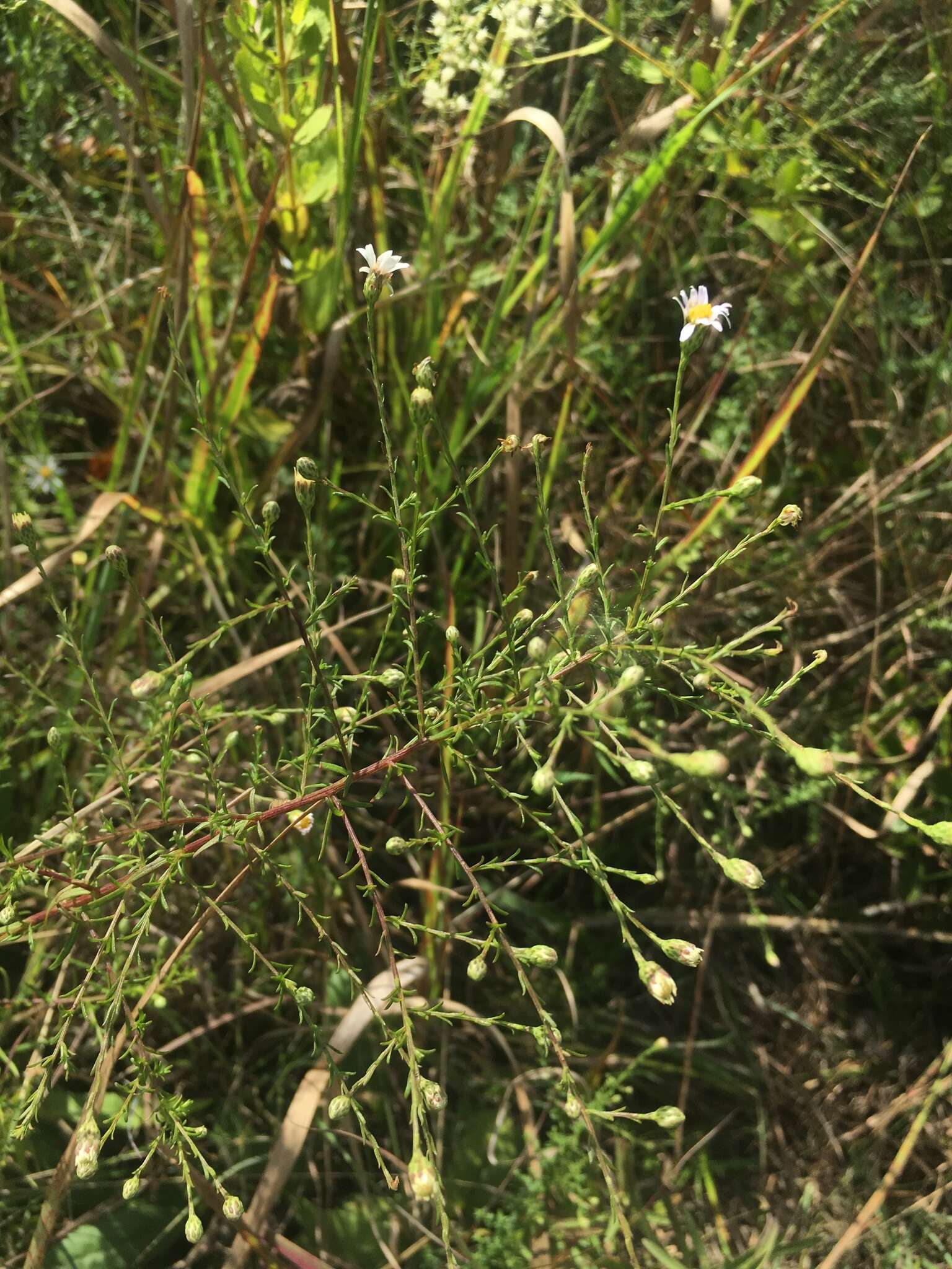 Image of rice button aster