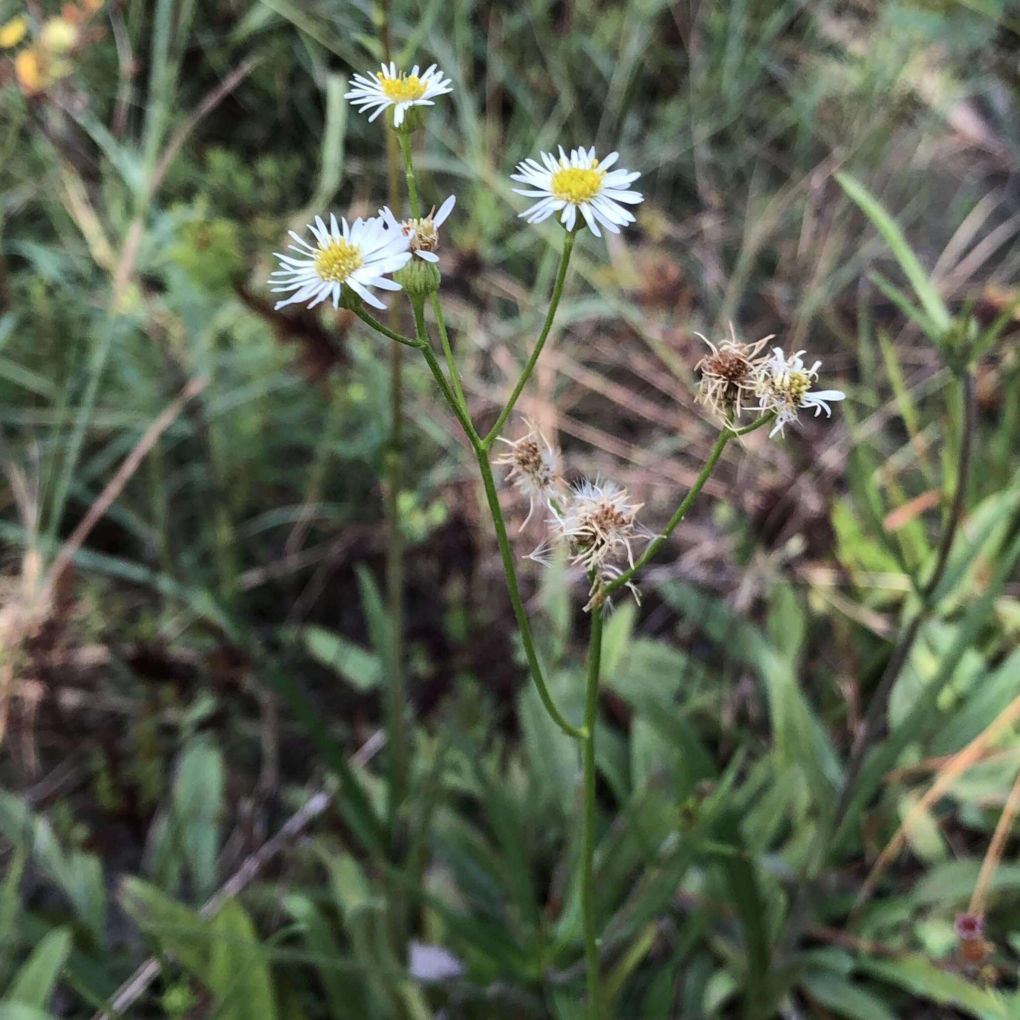 Image de Erigeron vernus (L.) Torr. & A. Gray