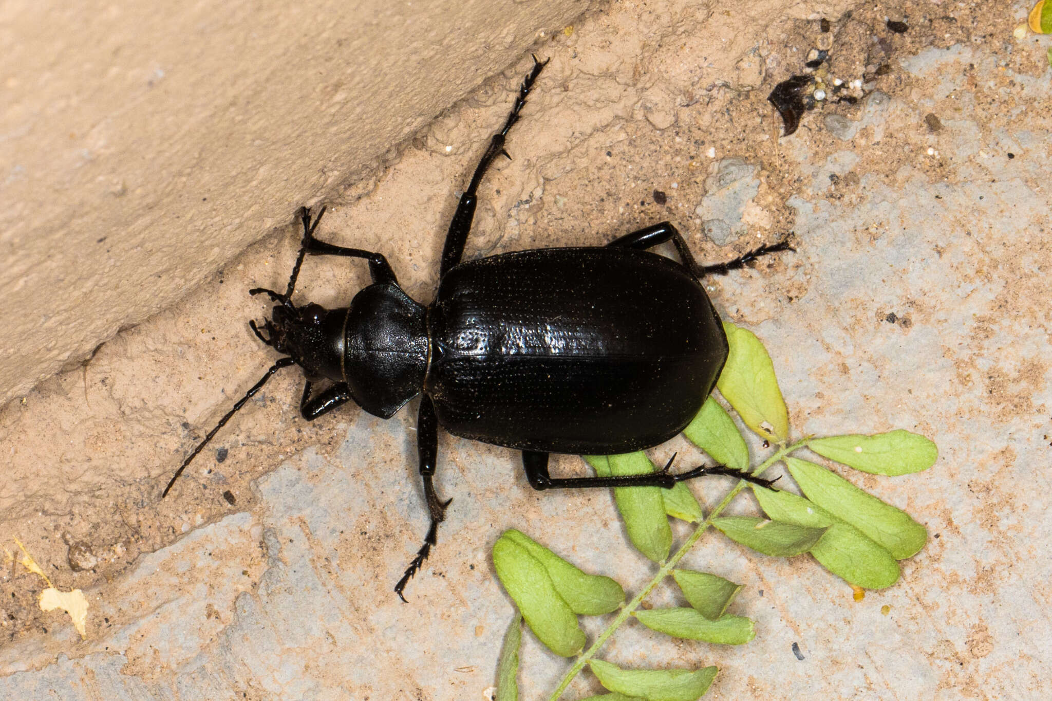 Image of Calosoma (Carabosoma) angulatum Chevrolat 1834