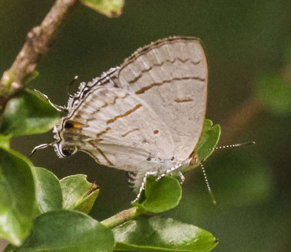 Слика од Hypolycaena philippus (Fabricius 1793)