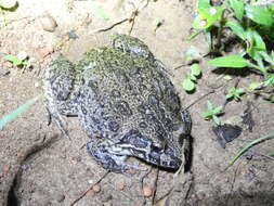 صورة Limnodynastes convexiusculus (Macleay 1878)