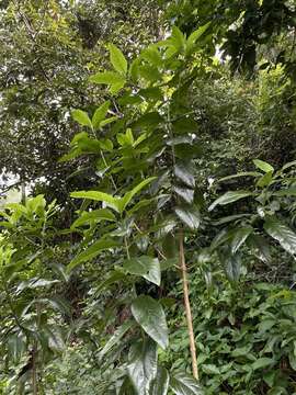 Image of Puerto Rico thoroughwort