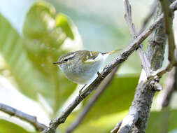 Слика од Phylloscopus humei (Brooks & WE 1878)