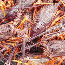 Image of Red Rock Lobster