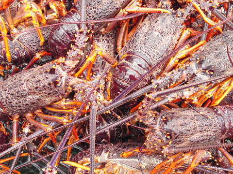 Image of Red Rock Lobster