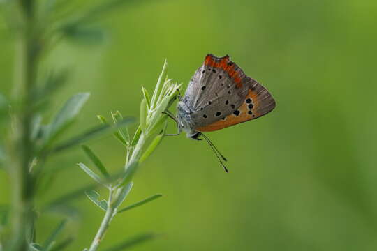 Image of <i>Lycaena phlaeas daimio</i>