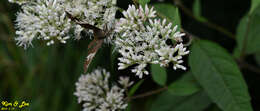 Image of Lobocla bifasciatus Bremer & Grey 1853