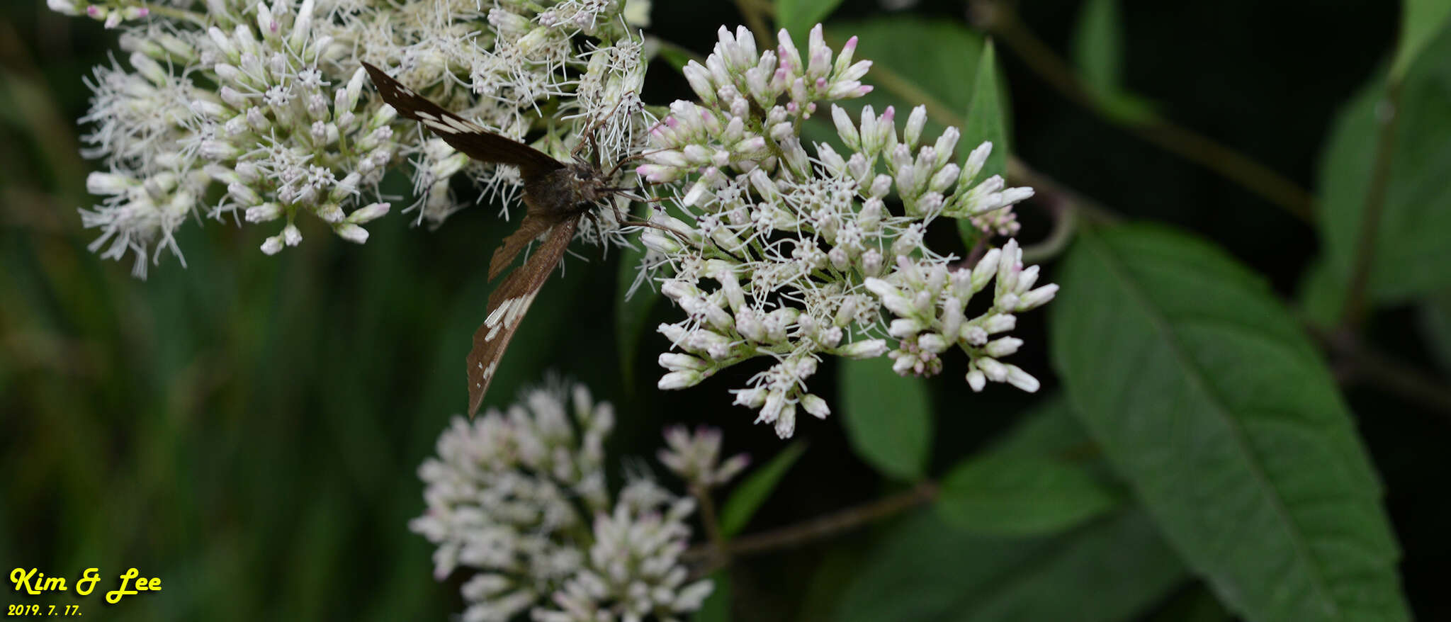 Слика од Lobocla bifasciatus Bremer & Grey 1853