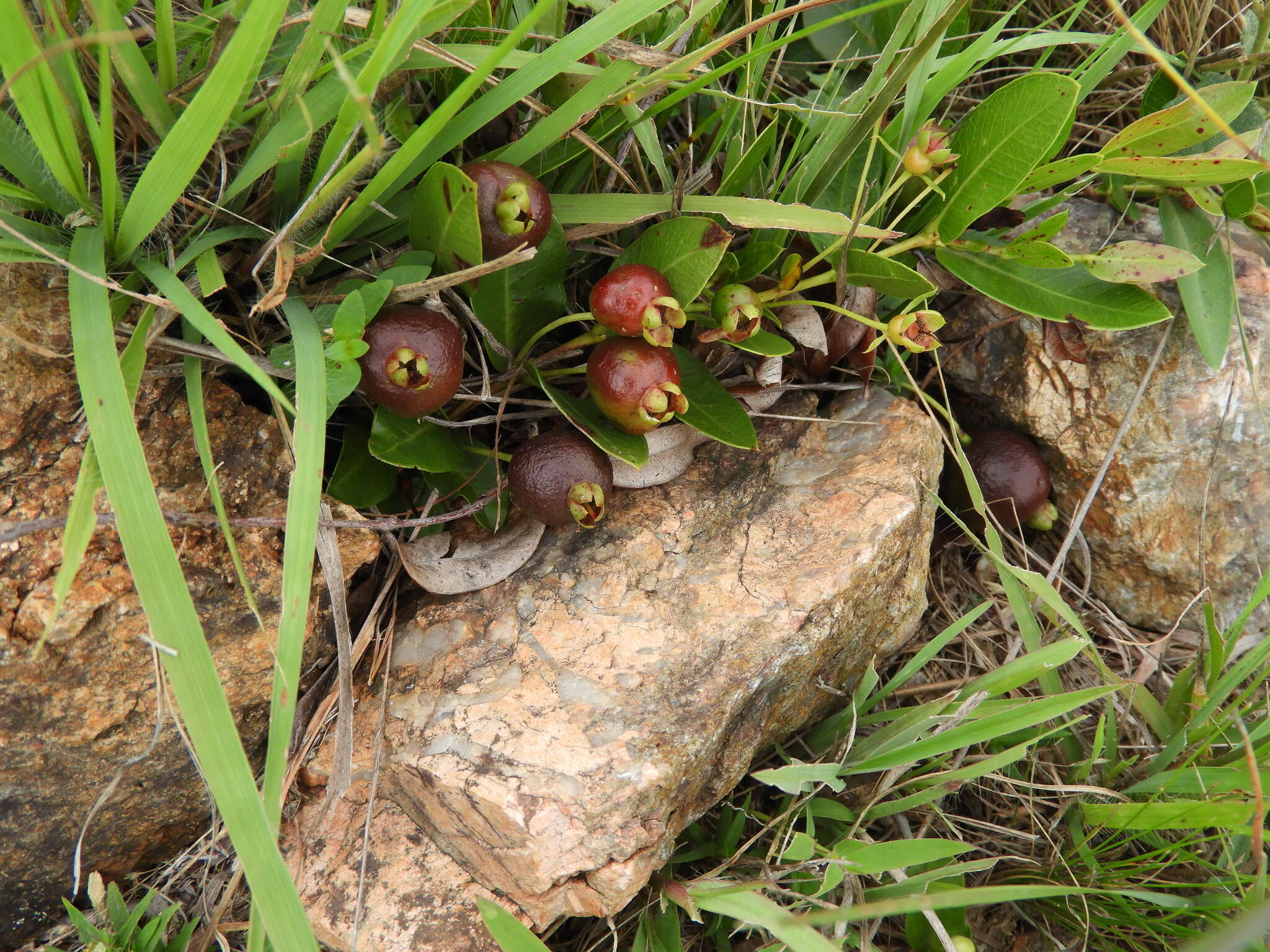 Imagem de Psidium salutare var. mucronatum (Cambess.) Landrum