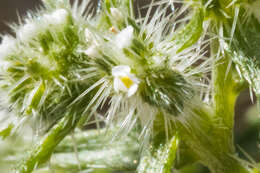 Plancia ëd Cryptantha maritima (Greene) Greene