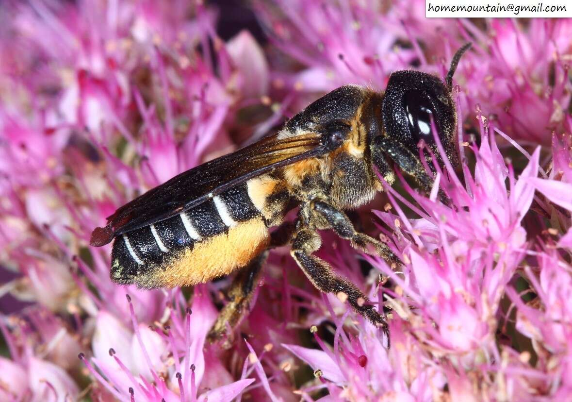 Sivun Megachile dinura Cockerell 1911 kuva