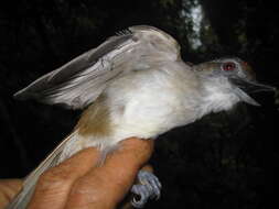 Image of Rufous-crowned Babbler