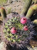 Image of Gymnocalycium saglionis (F. Cels) Britton & Rose