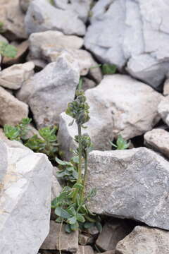 Image of Linaria tonzigii Lona