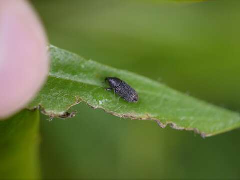 Image of Weevil