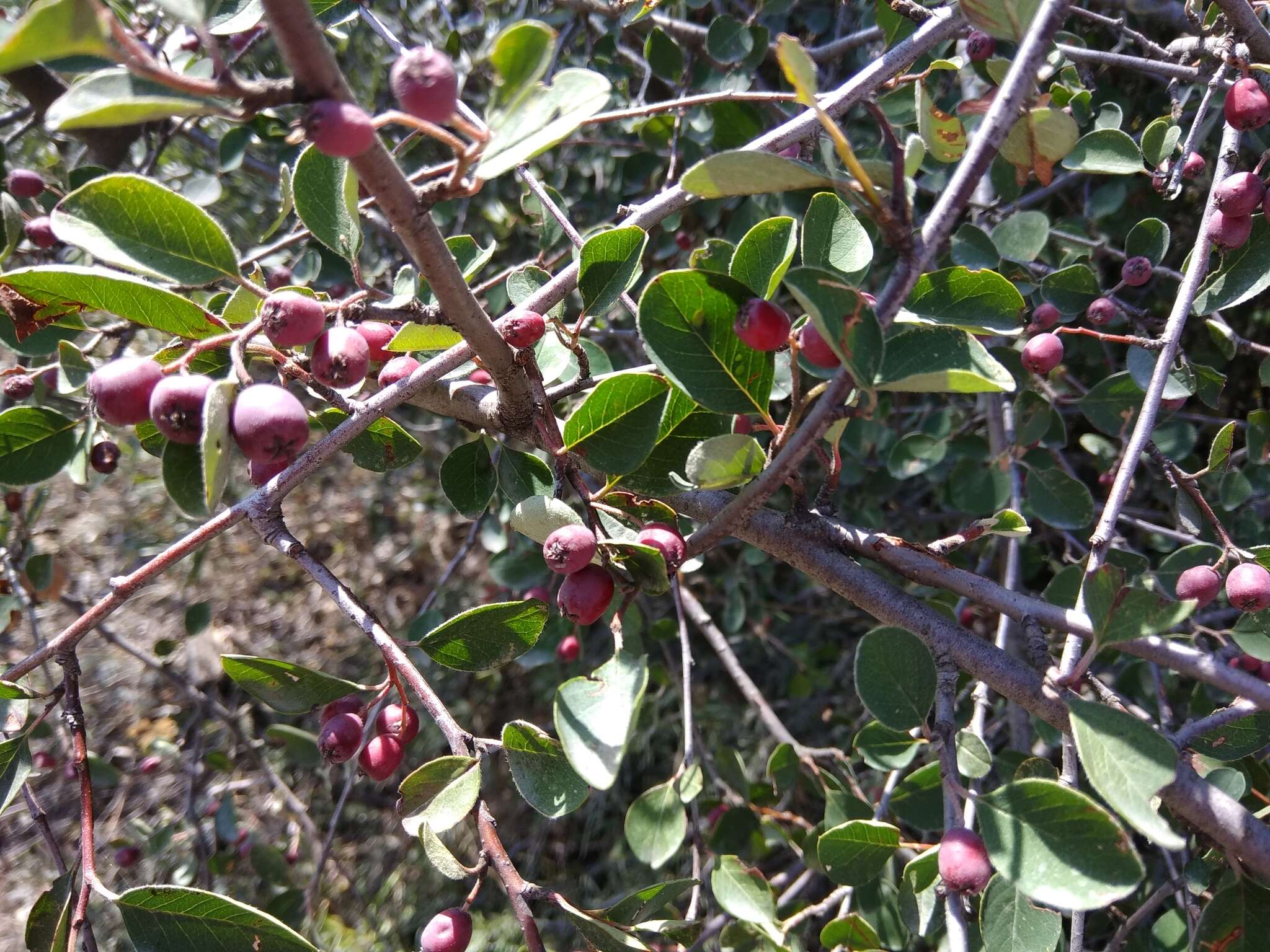 Plancia ëd Cotoneaster nefedovii Galushko