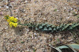 Image of Linaria sabulosa Czern. ex Klokov