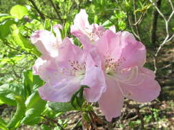 Image of Rhododendron schlippenbachii Maxim.