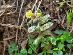 صورة Nonea flavescens (C. A. Mey.) Fisch. & C. A. Mey.