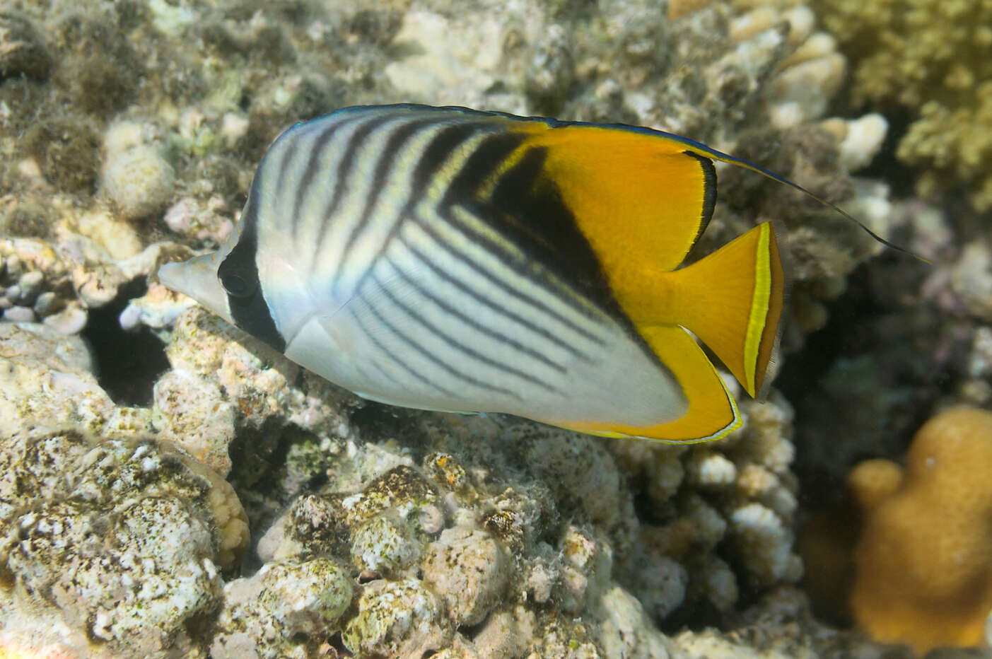 Image of Cross-stripe Butterfly