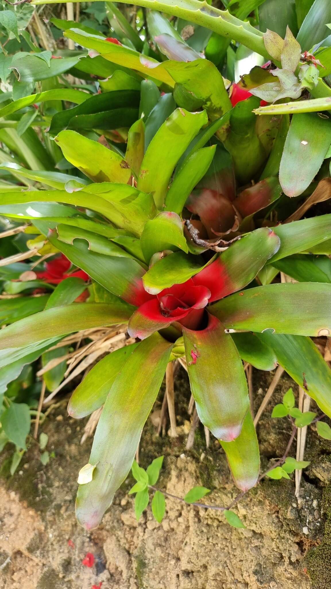 Image of Neoregelia carolinae (Beer) L. B. Sm.