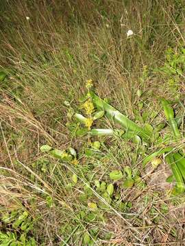 Image of Salacia kraussii (Harv.) Harv.