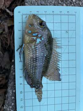 Image of Pearl cichlid