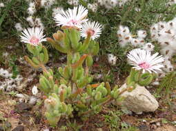 Imagem de Drosanthemum hispifolium (Haw.) Schwant.