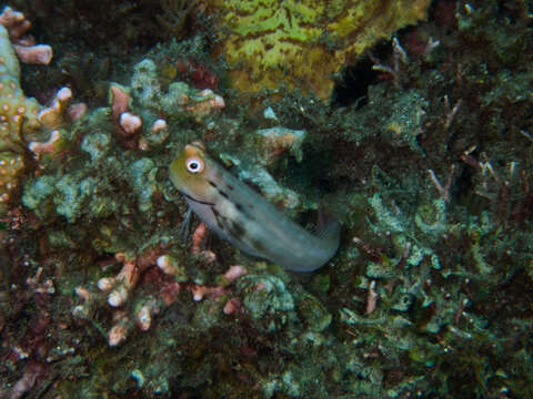 Image of Yaeyama coralblenny