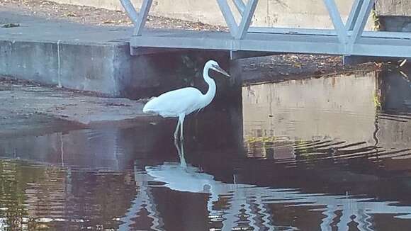 Image of Great Blue Heron