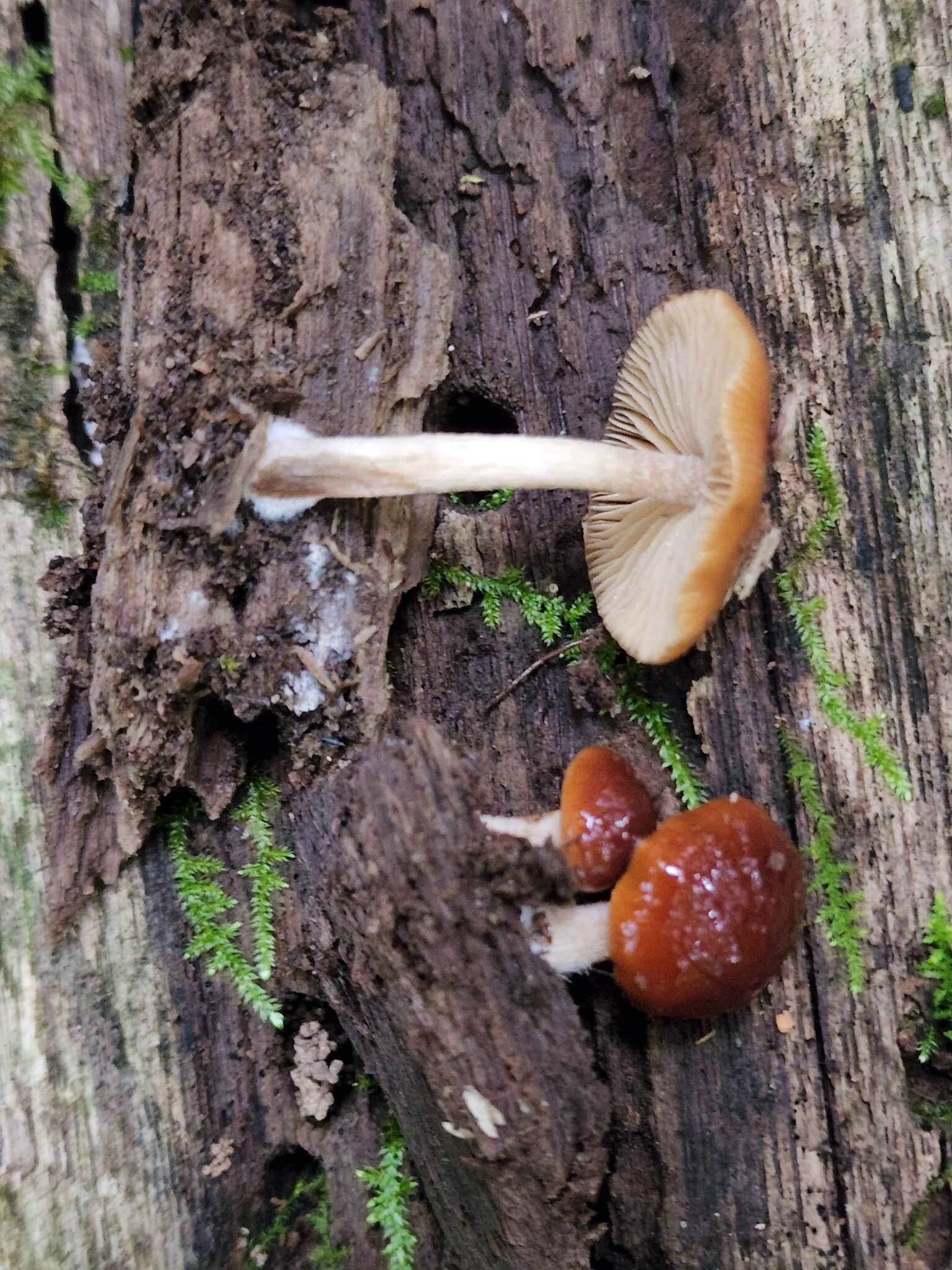 Image of Bolbitius viscosus Watling 1975