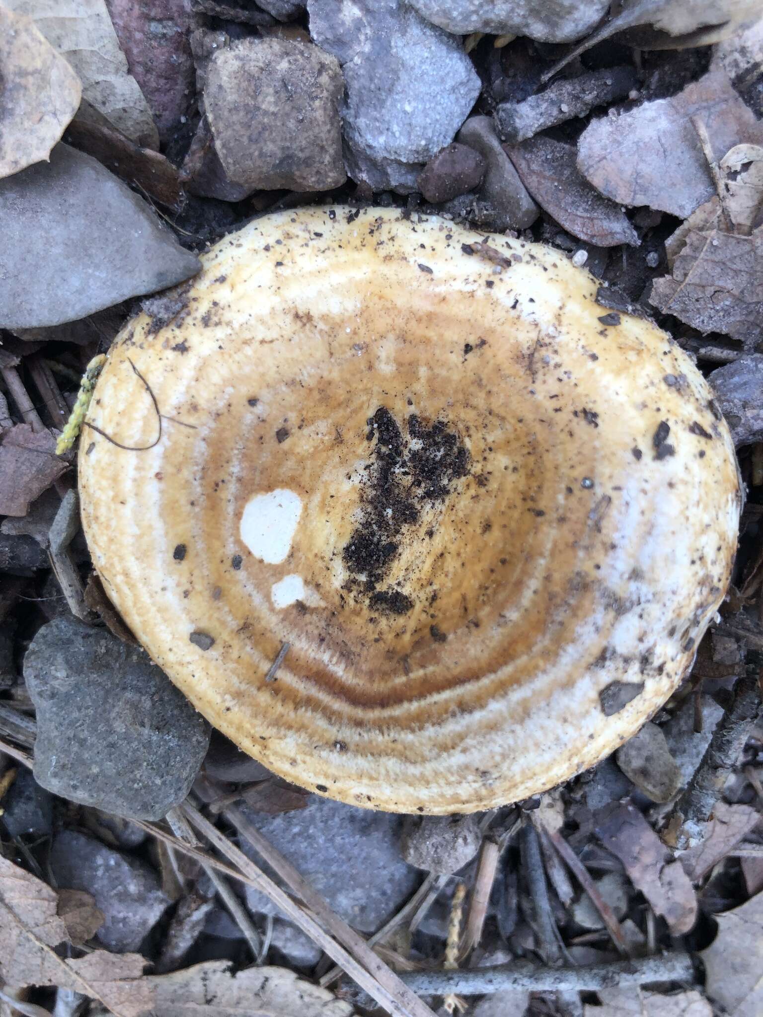 Image of Lactarius zonarius (Bull.) Fr. 1838