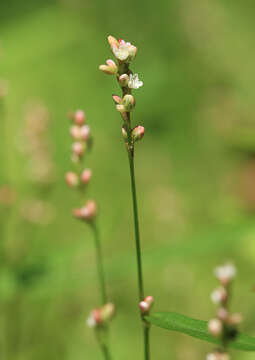 Image of Pygmy Smartweed