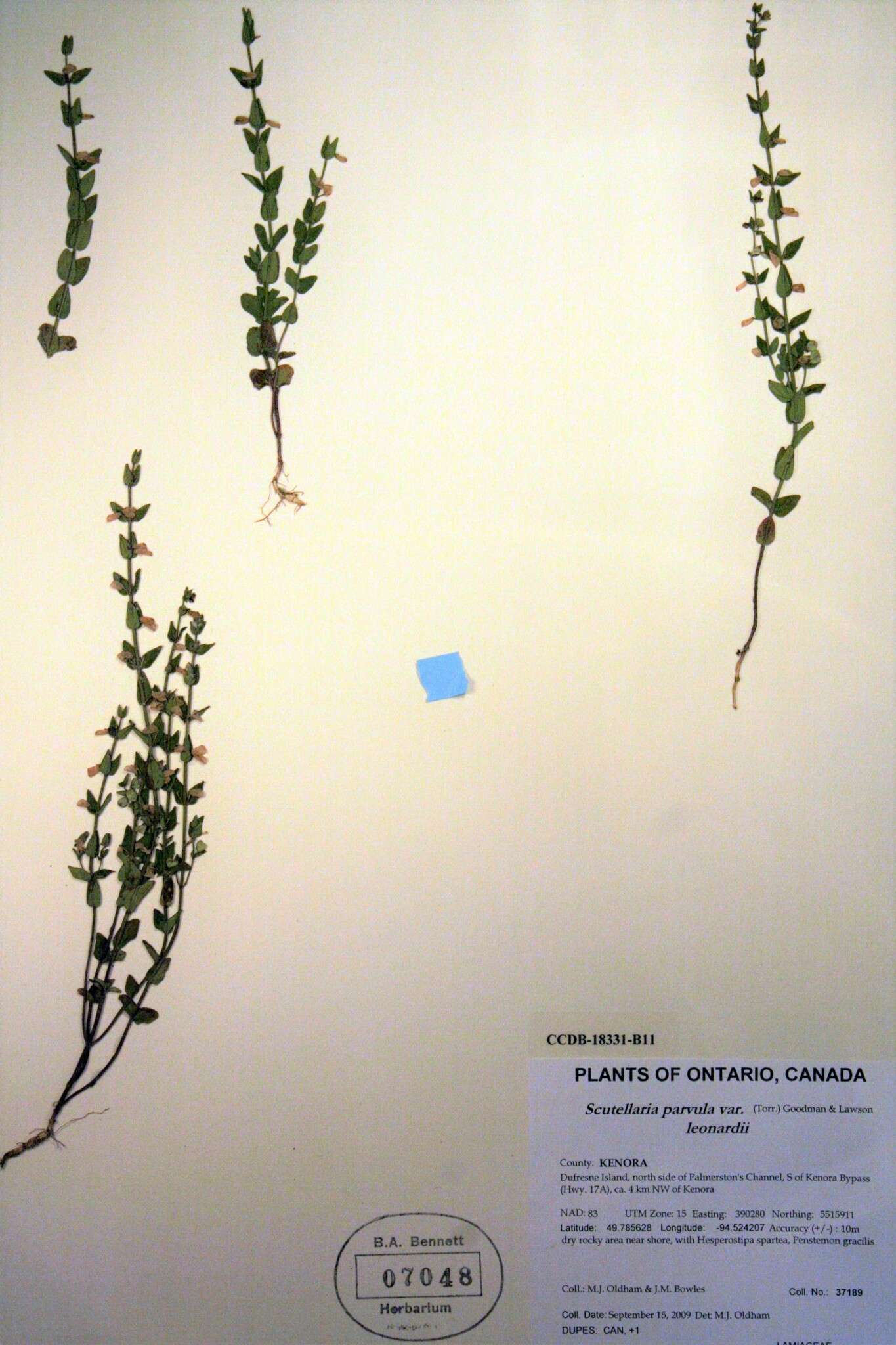 Image de Scutellaria parvula var. missouriensis (Torr.) Goodman & C. A. Lawson