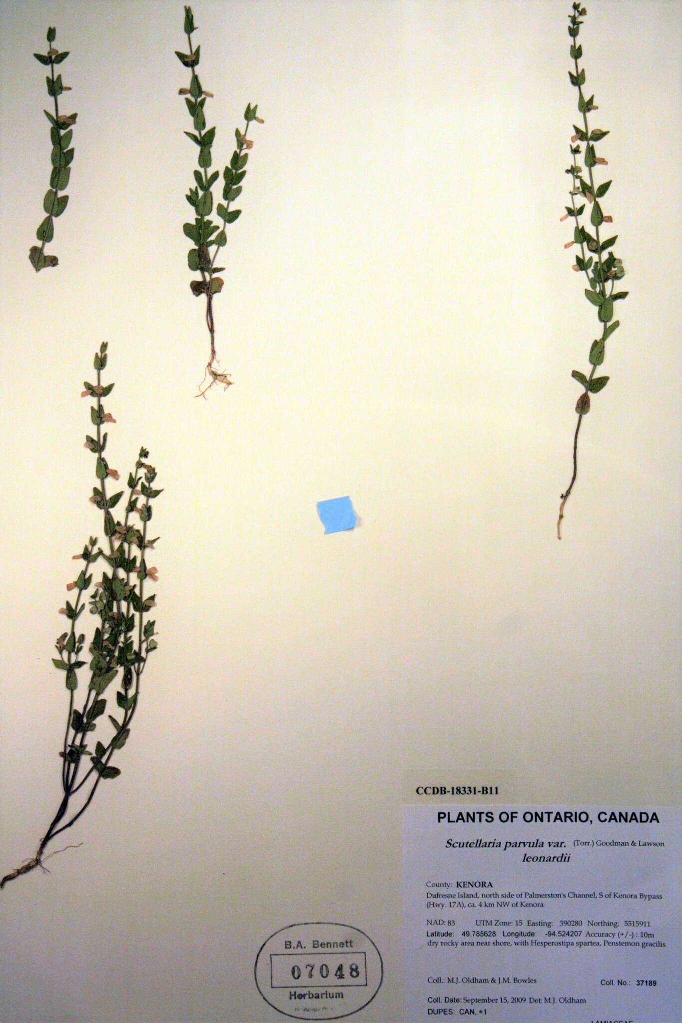 Scutellaria parvula var. missouriensis (Torr.) Goodman & C. A. Lawson resmi