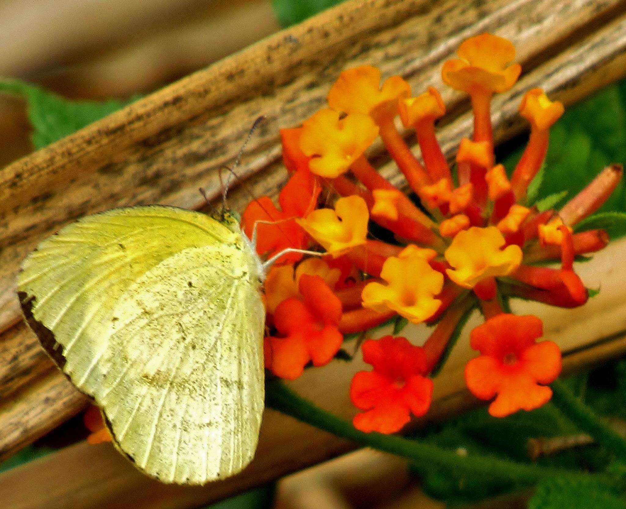 Слика од <i>Eurema <i>brigitta</i></i> brigitta