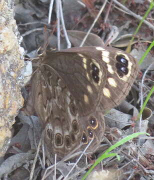 Imagem de Dira clytus Linnaeus 1764