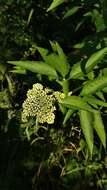 Austroeupatorium inulifolium (Kunth) R. King & H. Rob.的圖片