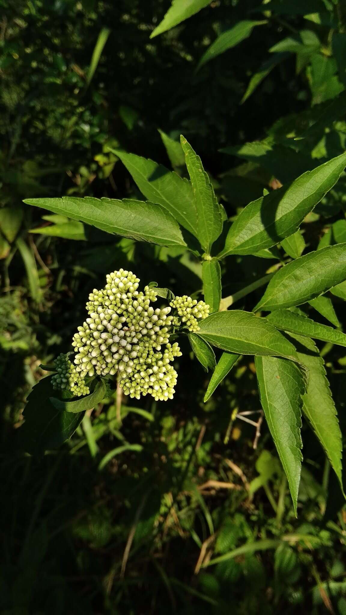 Image of Austroeupatorium inulifolium (Kunth) R. King & H. Rob.