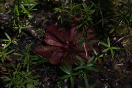 Image of Drosera hamiltonii C. R. P. Andrews