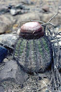 Image of Melocactus peruvianus Vaupel